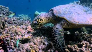 Underwater Paradise Maldives 2014