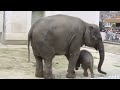 東山動物園 アジア象の赤ちゃん さくら