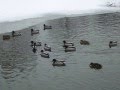 Vadkacsák Gyulán a Vár előtti Csónakázó tó végében 2016.01.05 - én