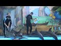 Video Киев дельфинарий "Немо"