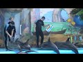 Video Киев дельфинарий "Немо"