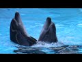 Киев дельфинарий "Немо"