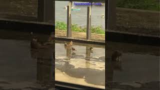 Cute birds playing in the water