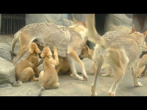 オオカミのあかちゃんたちとおかあさん　天王寺動物園 2010／5／27 Wolf