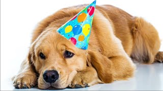 Brand New Happy Birthday to You (Dogs Video)