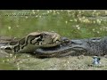 alligator