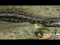 alligator