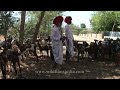 rajasthan goat farming