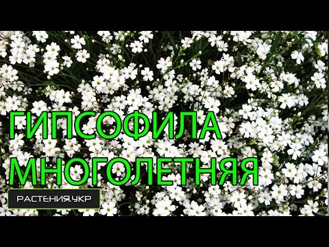 Гипсофила многолетняя / неприхотливые многолетние цветы