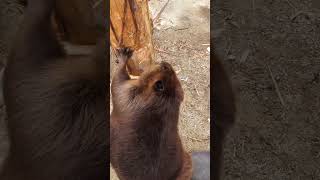 Beaver Chewing A Tree Trunk