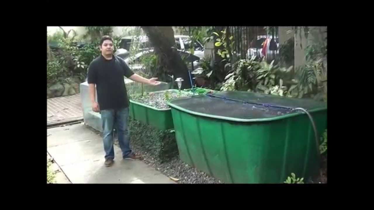 Aquaponics Philippines, MADE Cascade System with Filtration - YouTube