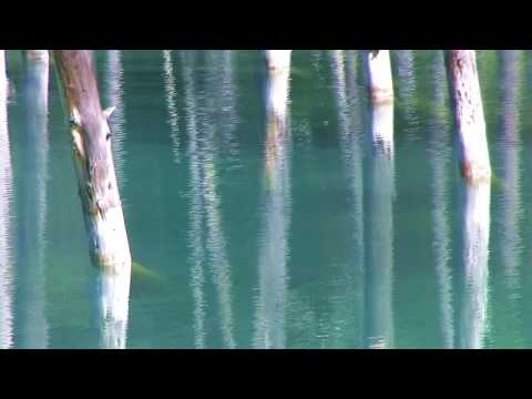 北海道美瑛町白金の「青い池」　Blue pond