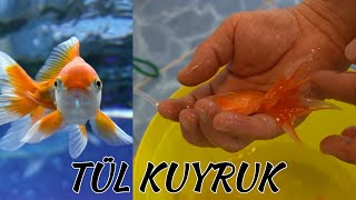 Jumbo Japon Baliklari Aldik, Akvaryum Balıkları