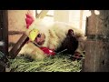 CHICKENFOOT "Big Foot" (HD Official Video) from "III" THE NEW ALBUM OUT SOON