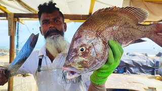 Cutting Indian Saifin Tang Fish | Fish Cutting Skills Sri Lanka | Rumassa