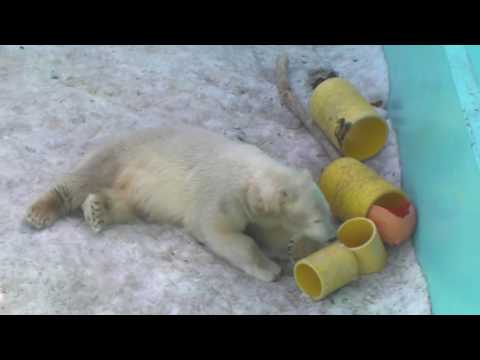 Polar Bear　20100227　イコロとキロル　のんびり　～　帯広動物園6