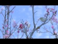 Видео Picture Test- Yogi Park, Okinawa