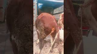 Breeding Cattle, Lets See How To Raise Cows25