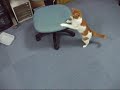 学習する猫（59秒）