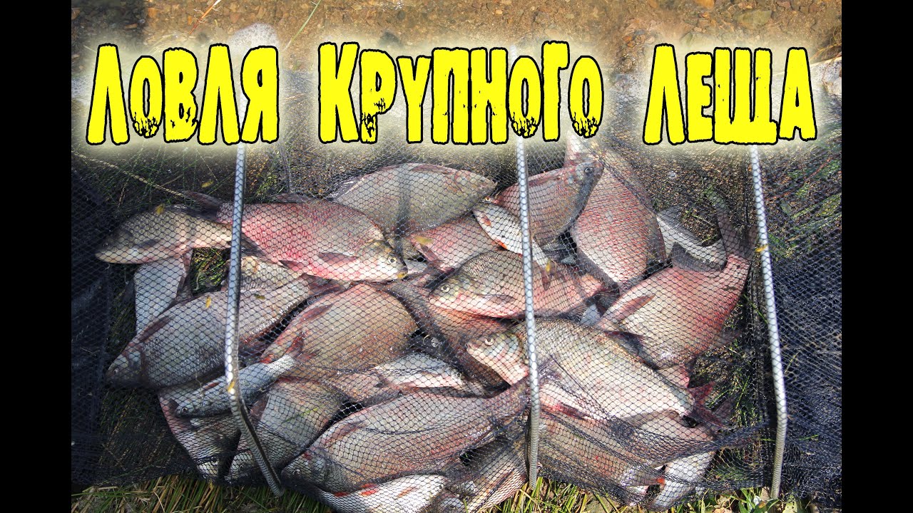 рыбалка на урале весной видео леща рыбалка на урале весной видео леща