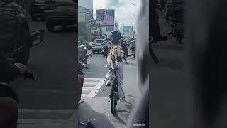Cute Dog
