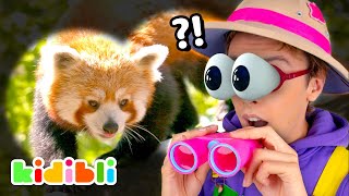 Discover Wild Animals! | Animal Videos For Kids | Kidibli