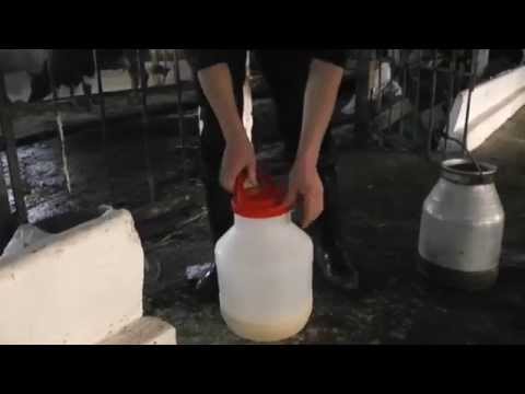 Молозиво от коровы к телёнку. Colostrum from cow to calf. Молозиво от коровы к телёнку. Colostrum from cow to calf.