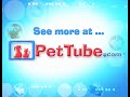 pettube