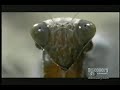 Mantis slays Mouse