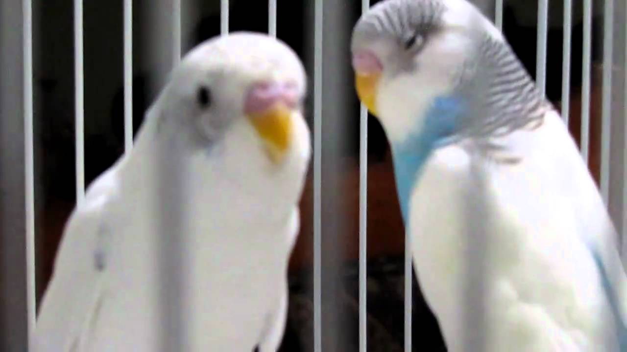 Budgie Birds Singing YouTube