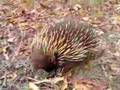 Short-beaked Echidna - Reproduction - Article Index Short-beaked Echidna - Reproduction - Article Index