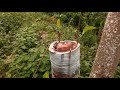 Kĩ Thuật Ghép Mít Thái. Ghép Cải Tạo Cây Mít Già Cối.jackfruit grafting techniques