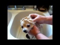 How to Kill Fleas on Dog. How to Clean Anal Glands. Tapeworms, Natural Essential Oils
