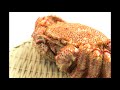 YouTube動画4gFKdeMwztY