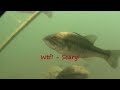 Largemouth Bass Caught Underwater