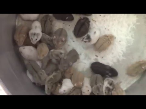 Petxinh.net : bán hamster