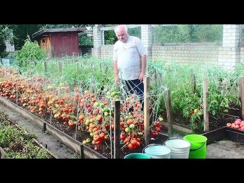 ИРЛАНДСКОЕ КРУЖЕВО, МОДЕЛИ, СХЕМЫ. Записи в рубрике Жюль Верн. Дети капитана Гранта