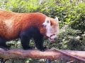 Red Panda Dublin Zoo