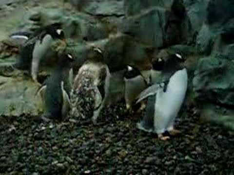 旭山動物園　ペンギン４