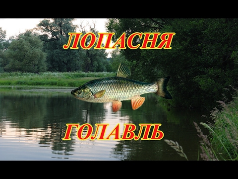 что клюет на саре что клюет на саре