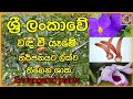 ශ්‍රී ලංකාවේ වඳ වී යාමේ තර්ජනයට ලක්ව සිටින ශාක|Endangered plants of Sri Lanka|Anamanama  2024විස්තර