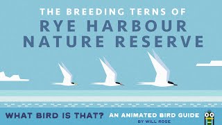 What Bird Is That? The Breeding Terns Of Rye Harbour Nature Reserve