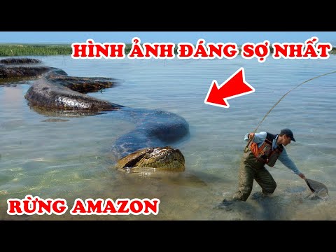 7 Phát Hiện Kinh Dị Trong Rừng Amazon Khiến Nhà Khoa Học Bị Sốc