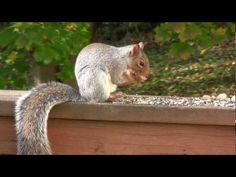 Video For Cats - Squirrels and Chipmunks