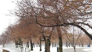 Washington Dcs Cherry Blossoms Awaken, Get Hit With Snow