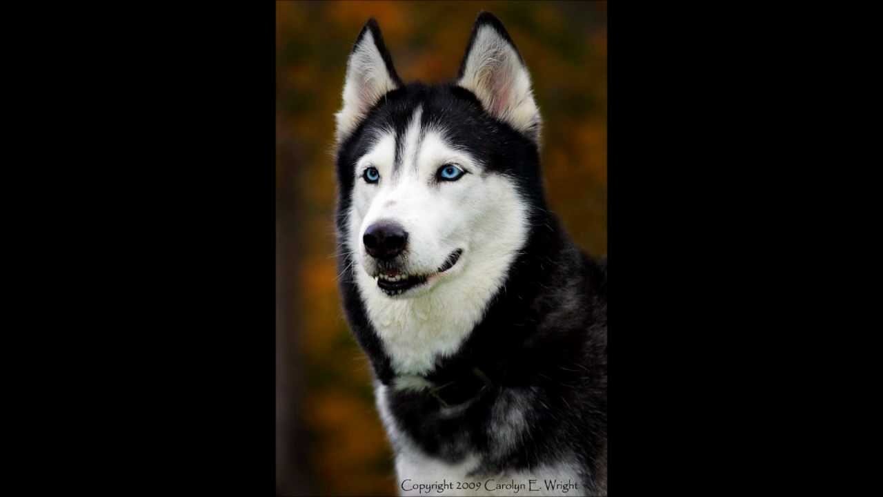 En İyi 10 Köpek YouTube
