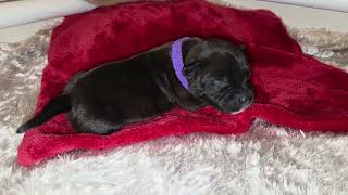 27Ème Vidéo Chiot N7 Femelle De La 61Ème Portée De Staffordland
