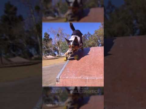 This dog skates better than you