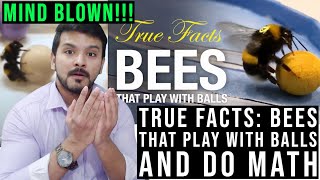 True Facts: Bees That Play With Balls And Do Math! (zefrank) CG Reaction