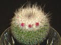 Time-Lapse Blooming of Pincushion Cactus